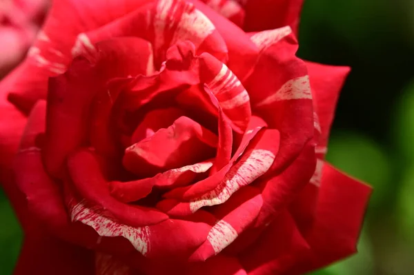 Piękne Czerwone Róże Zbliżenie Niewyraźne Tło Selektywne Skupienie — Zdjęcie stockowe