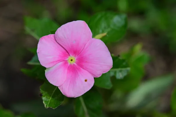정원에 놀라운 분홍색 — 스톡 사진