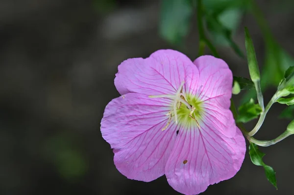 Erstaunliche Rosa Blüten Garten — Stockfoto
