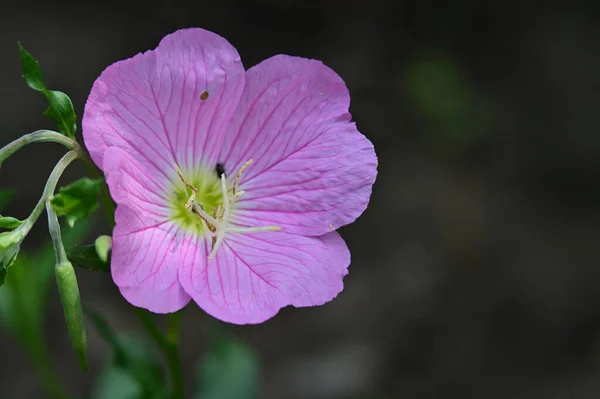 庭の素晴らしいピンクの花 — ストック写真