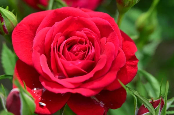Красивая Красная Роза Крупным Планом Размытый Фон Избирательный Фокус — стоковое фото