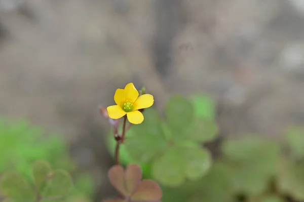 Zbliżenie Żółte Kwiaty Ogrodzie — Zdjęcie stockowe