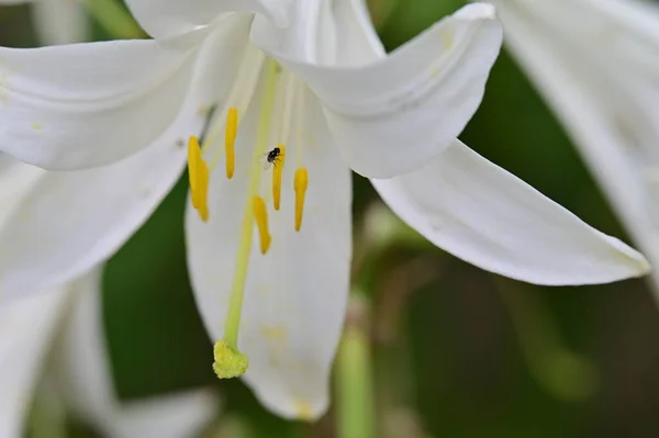 Piękne Kwitnące Białe Kwiaty Ogrodzie — Zdjęcie stockowe