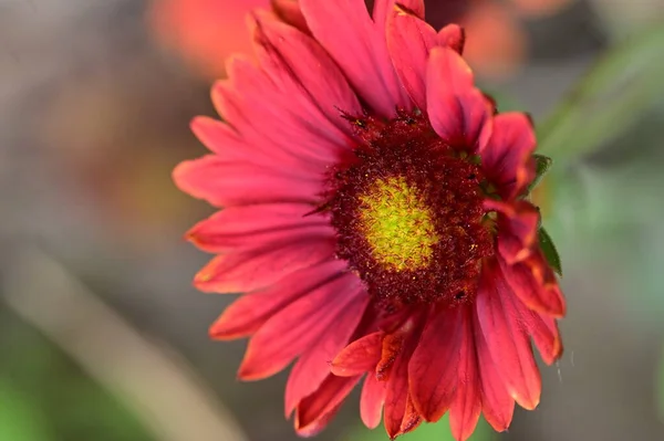 Piękny Kwiat Ogrodzie Tło Kwiatowe — Zdjęcie stockowe