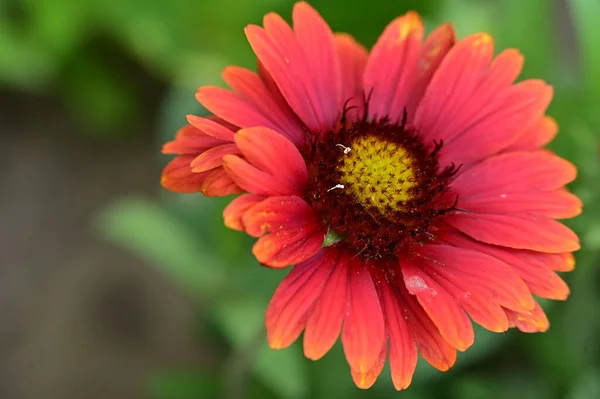 Vacker Blomma Trädgården Blommig Bakgrund — Stockfoto