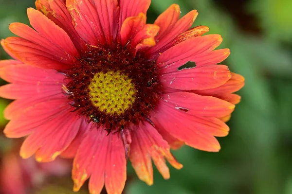 Gyönyörű Virág Kertben Virágos Háttér — Stock Fotó