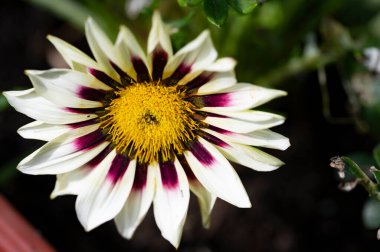 Bahçedeki güzel çiçek, çiçekli arka plan 