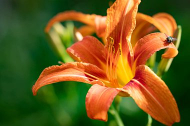 Bahçede güzel zambak, çiçekli arka plan 