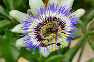 Bahçedeki güzel çiçek, çiçekli arka plan 