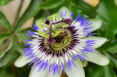 Bahçedeki güzel çiçek, çiçekli arka plan 