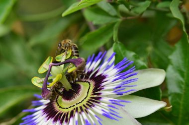 Bahçedeki güzel çiçek, çiçekli arka plan 