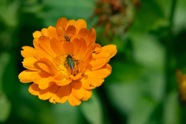 Жуки Сидять Квітці Саду — стокове фото