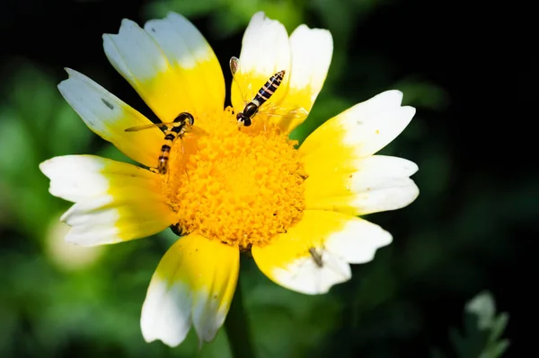 stock image bees  sitting on  flower in the garden