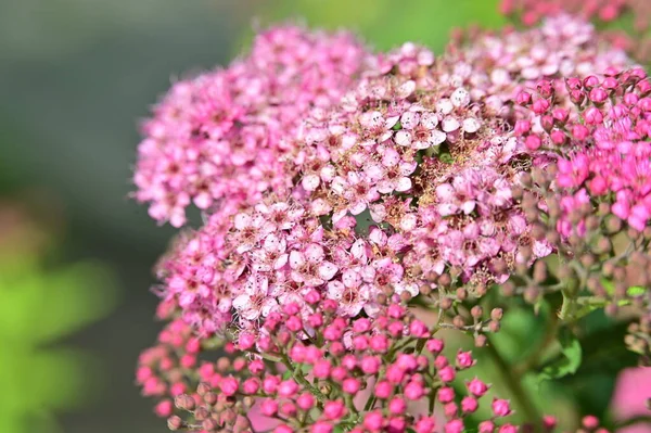 Amazing Pink Flowers Garden — Stock Photo, Image