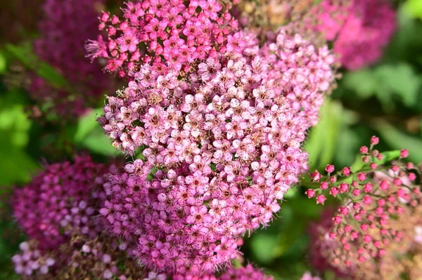 151 Pink Yarrow Stock Photos, High-Res Pictures, and Images