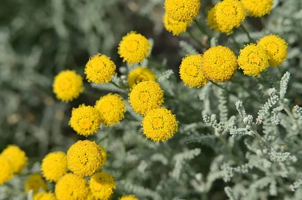 stock image close up of yellow flowers in the garden 