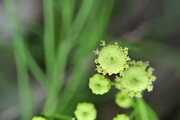 庭の美しい花 花の背景 — ストック写真