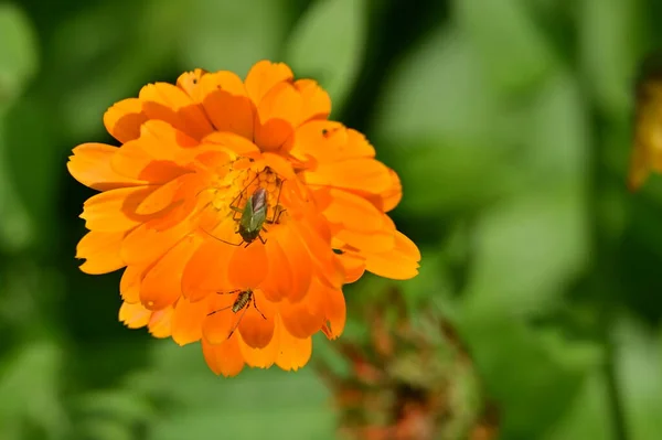 庭の花に座っている虫は — ストック写真
