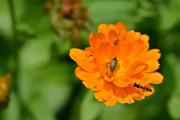 Insectes Assis Sur Fleur Dans Jardin — Photo