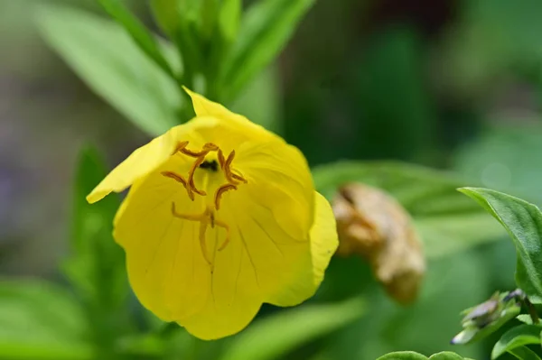 Close Flores Amarelas Jardim — Fotografia de Stock