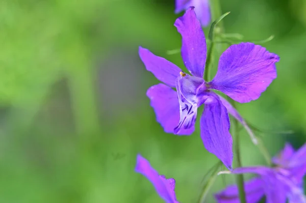 Närbild Lila Blommor Trädgården — Stockfoto