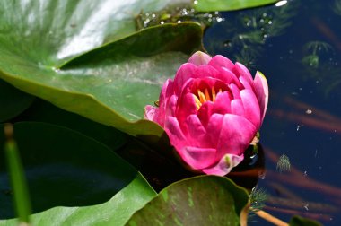Güzel botanik fotoğrafı, doğal duvar kağıdı. Güzel su zambağı çiçeği