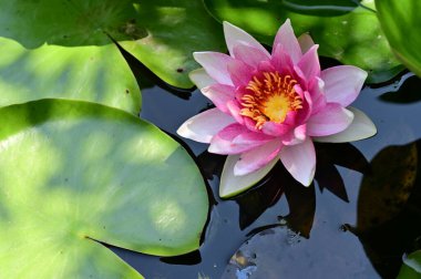 Güzel çiçek açan nilüfer çiçekleri yaz günü gölette büyür. 