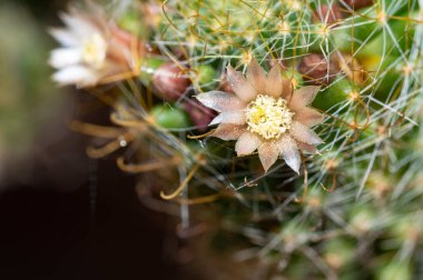 Bahçedeki kaktüs, güzel dijital fotoğraf. 