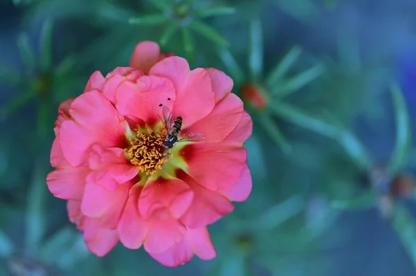 Μέλισσα Ένα Όμορφο Λουλούδι Στον Κήπο — Φωτογραφία Αρχείου