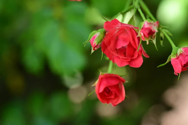 Belles Roses Fleurs Dans Jardin Fond Floral — Photo