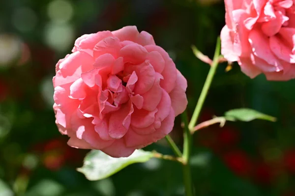 Красиві Троянди Квіти Саду Квітковий Фон — стокове фото