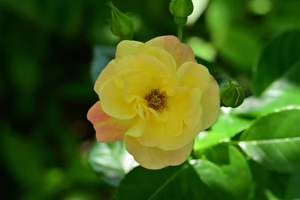 Schöne Rose Garten Blumiger Hintergrund — Stockfoto