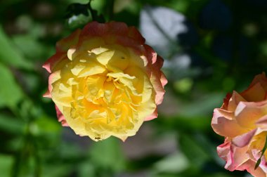 Bahçede güzel bir gül, çiçekli bir arka plan 