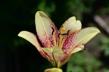 Bahçede güzel zambak, çiçekli arka plan 