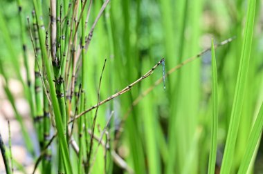 Göl kenarındaki yeşil bitkilerin yakın görüntüsü