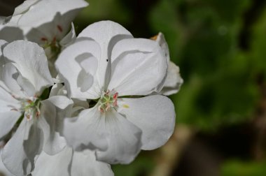 Bahçede güzel çiçekler, çiçekli arka planda 