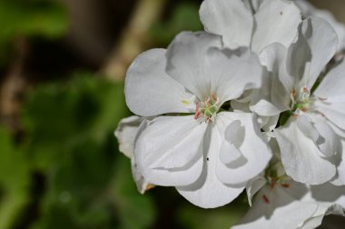 Bahçede güzel çiçekler, çiçekli arka planda 