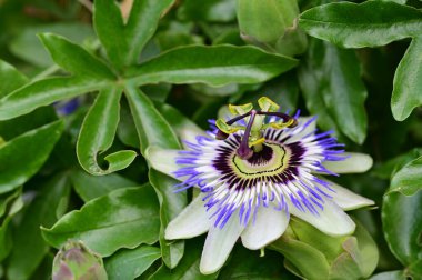 Passiflora çiçeğine yakın, yaz konsepti. 