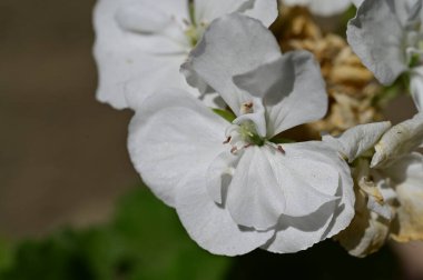 Bahçede güzel çiçekler, çiçekli arka planda 