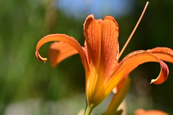 庭の美しいユリ 花の背景 — ストック写真
