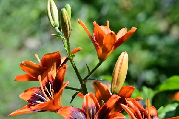 Schöne Lilien Blumen Garten Blumiger Hintergrund — Stockfoto