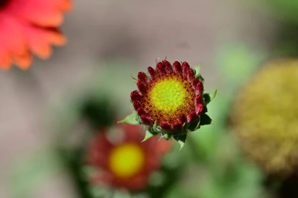 Vackra Röda Blommor Blommigt Koncept Bakgrund — Stockfoto
