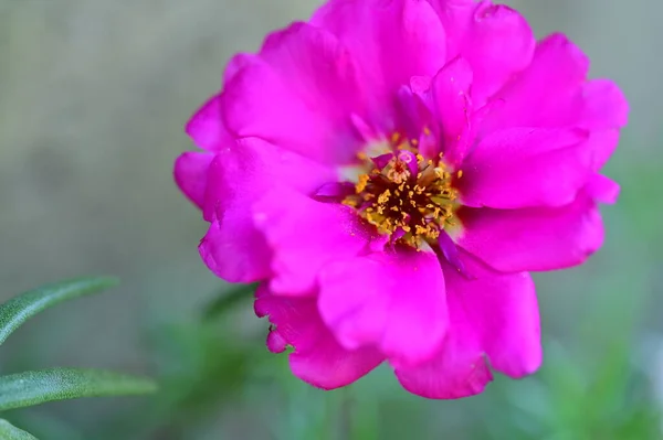 Удивительные Розовые Цветы Саду — стоковое фото