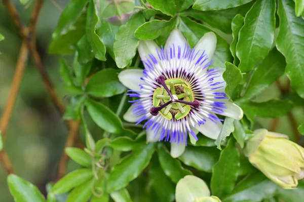 stock image close up of passiflora flower, summer concept 