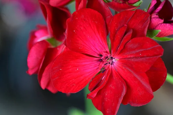 Красиві Квіти Саду Квітковий Фон — стокове фото