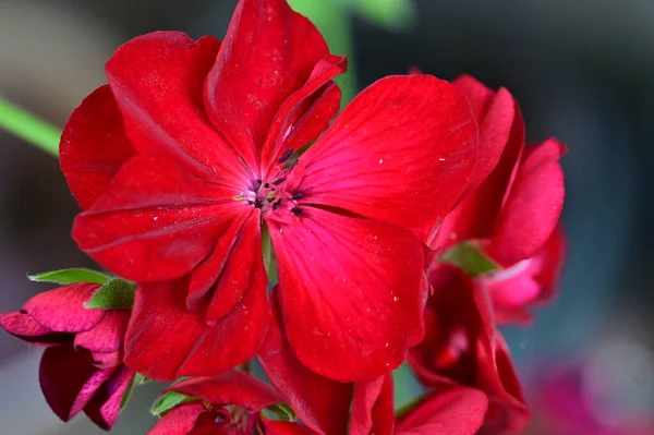 Schöne Blumen Garten Blumiger Hintergrund — Stockfoto