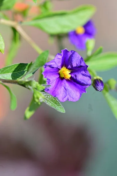 花园里的紫色花的特写 — 图库照片