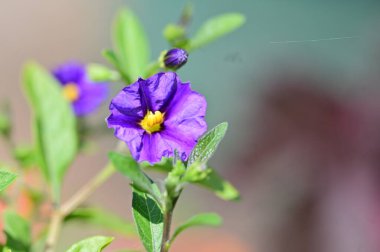Mor Çiçek bahçesinde yakın çekim 
