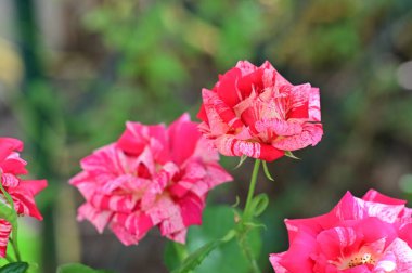 Bahçedeki güzel güller, çiçek arkaplanı. 