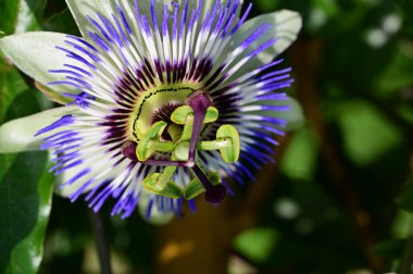 Passiflora çiçeğine yakın, yaz konsepti. 